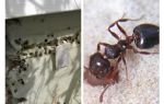 Мравките живеят в изолация