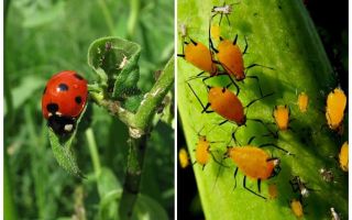 Ladybug и aphid