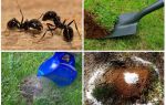 Как да се отървем от мравките в градината народни средства