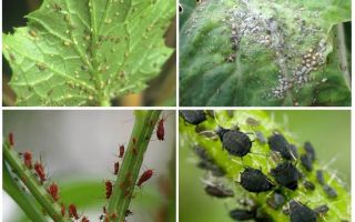 Как да се справим с листни въшки в градината и в градината на народни средства