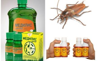 Как и какво да отрови хлебарки у дома