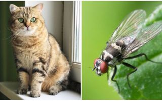 Какво да направите, ако една котка или котка изяде муха