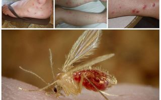 Описание и снимки на комари