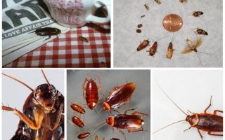 Как да се отървете окончателно от хлебарки в хостела