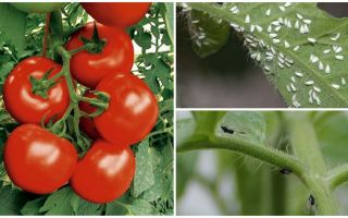 Как да обработваме домати от бяла и черна муха