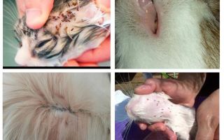 Как изглежда бълхите котки, симптомите и лечението
