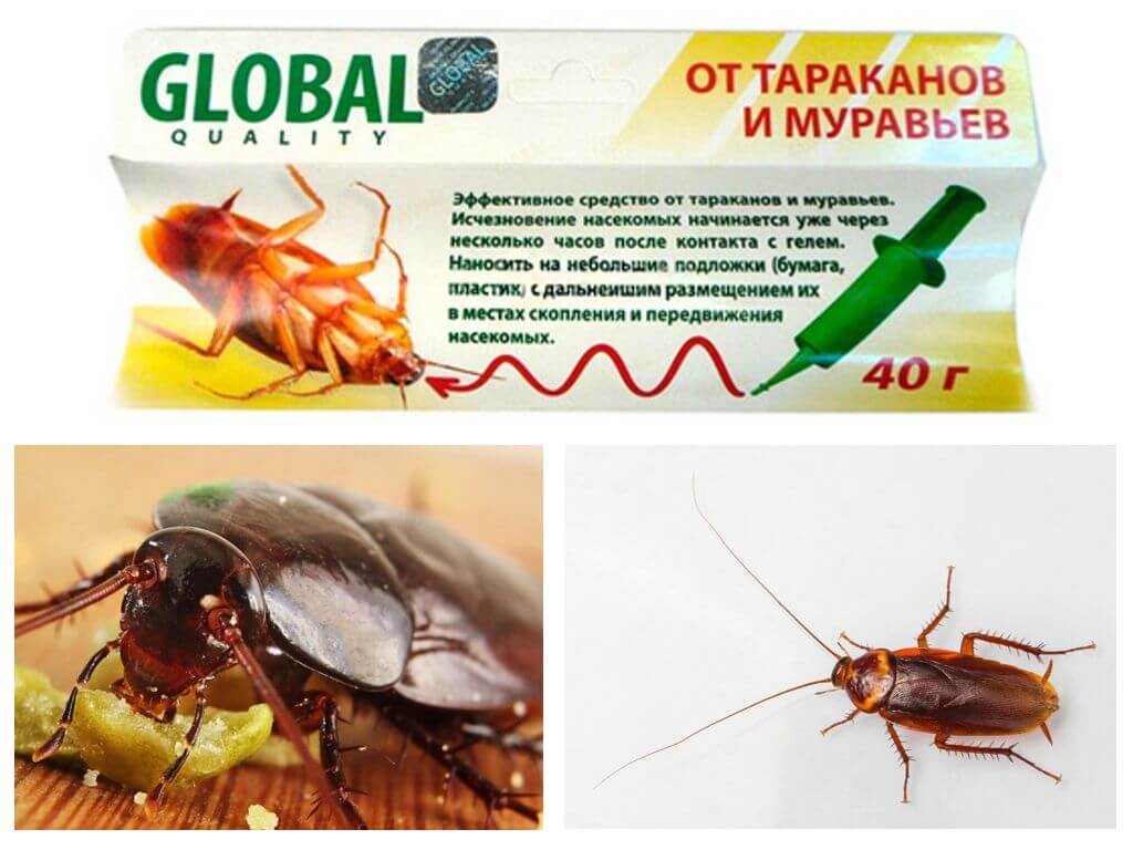 Глобално от хлебарки
