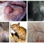 Симптомите на бълхите при котки