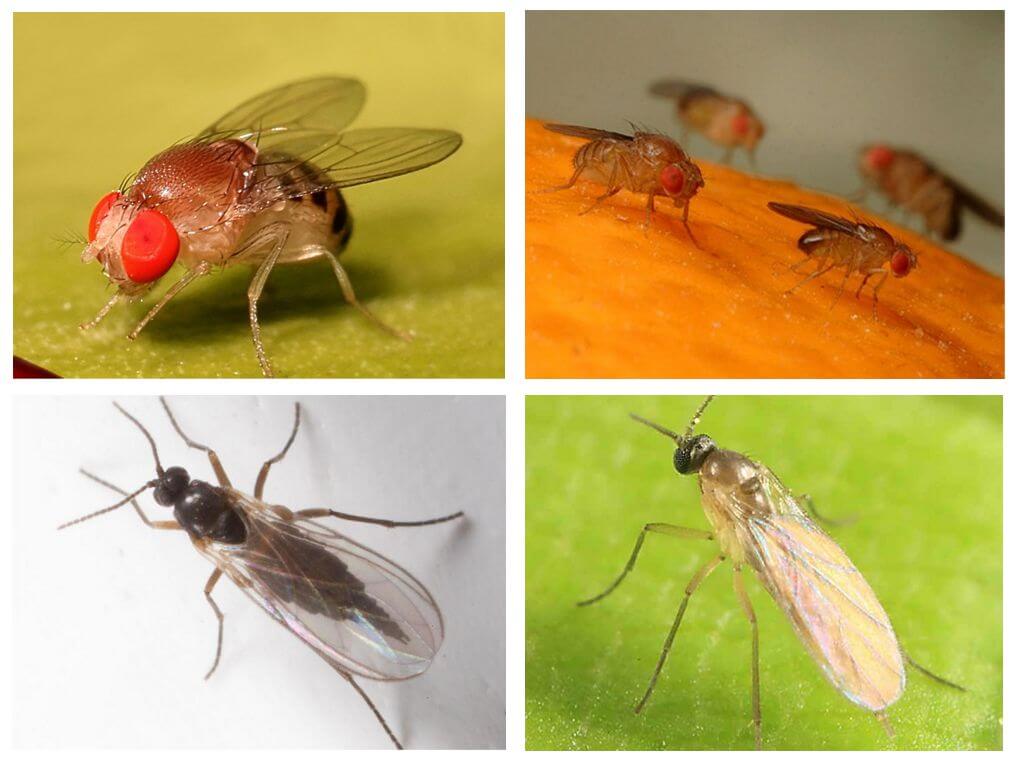 Хранителни мушици и учени