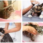 Шампоан за къпане cat
