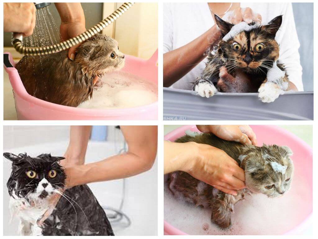 Шампоан за къпане cat