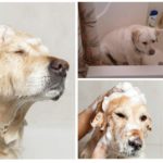 Куче за къпане