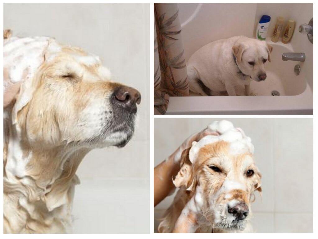 Куче за къпане
