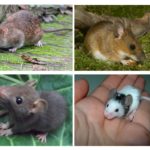 Плъхове и мишки на малки