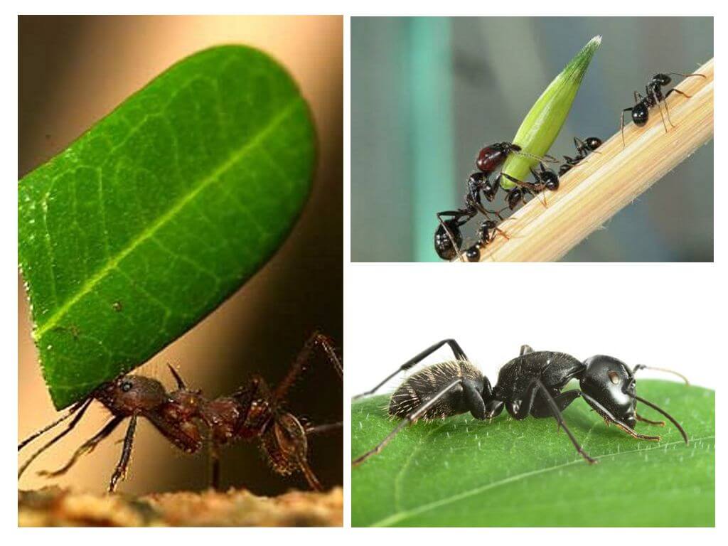 Какъв вид товар може да носи един мравки?