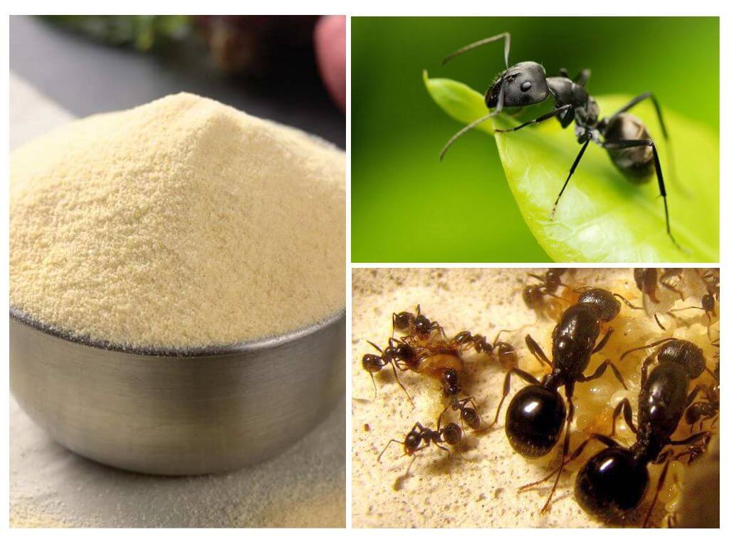Мравки от мравки