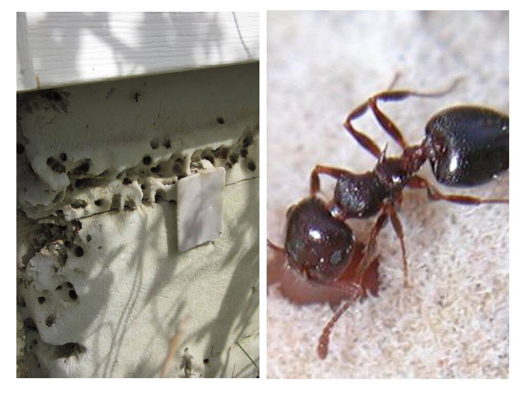 Мравки в изолация