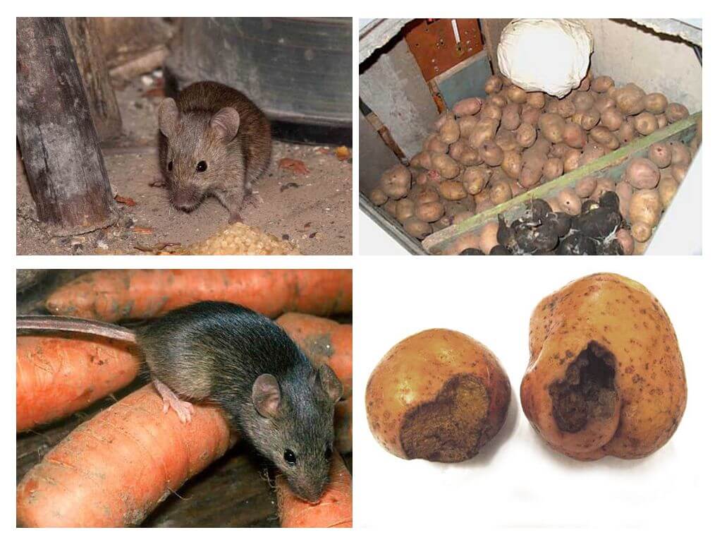 Мишки в мазето