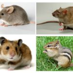 Разлика на мишка от други животни