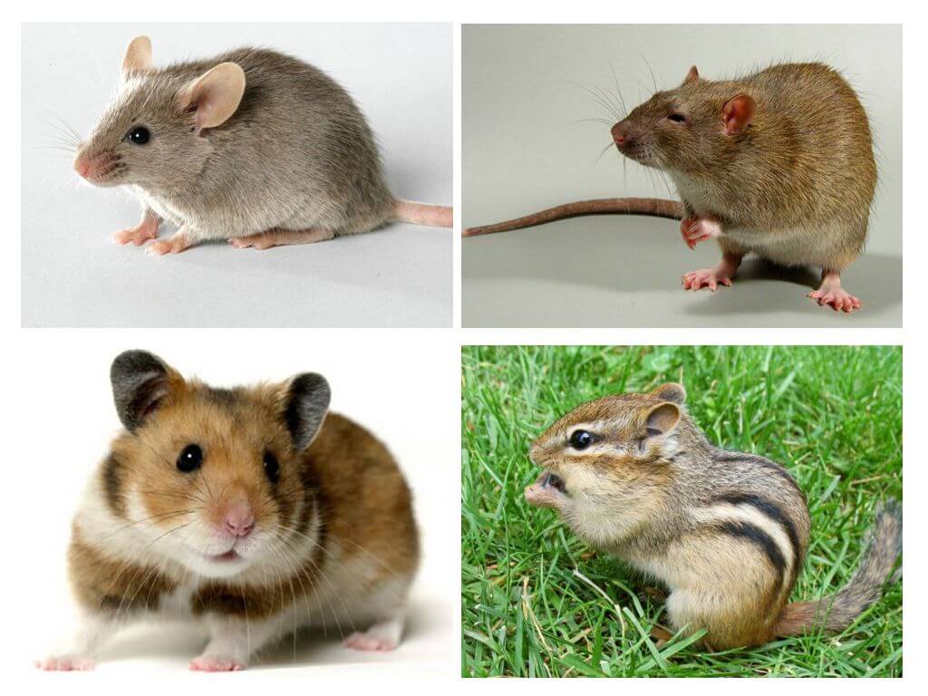 Разлика на мишка от други животни