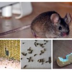 Наличието на мишки в апартамента