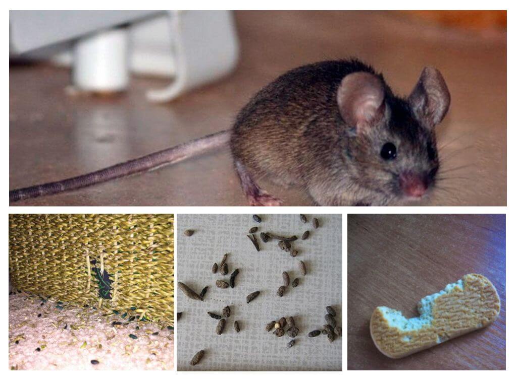 Наличието на мишки в апартамента