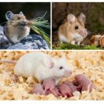 Хранене и репродукция на мишки