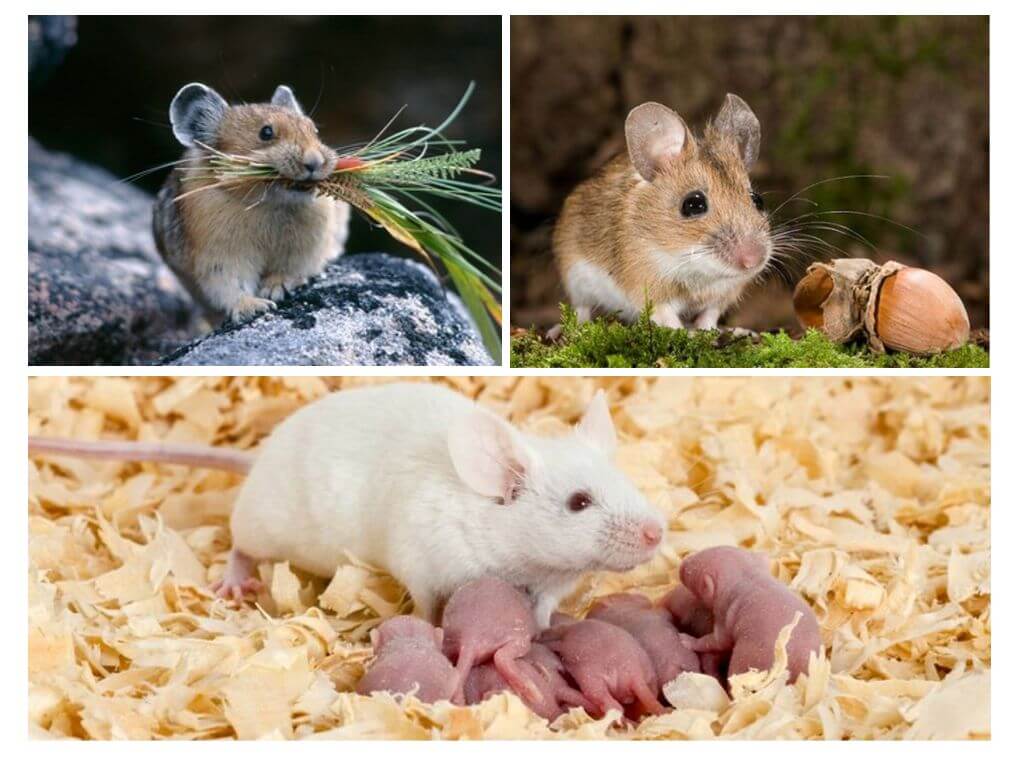 Хранене и репродукция на мишки