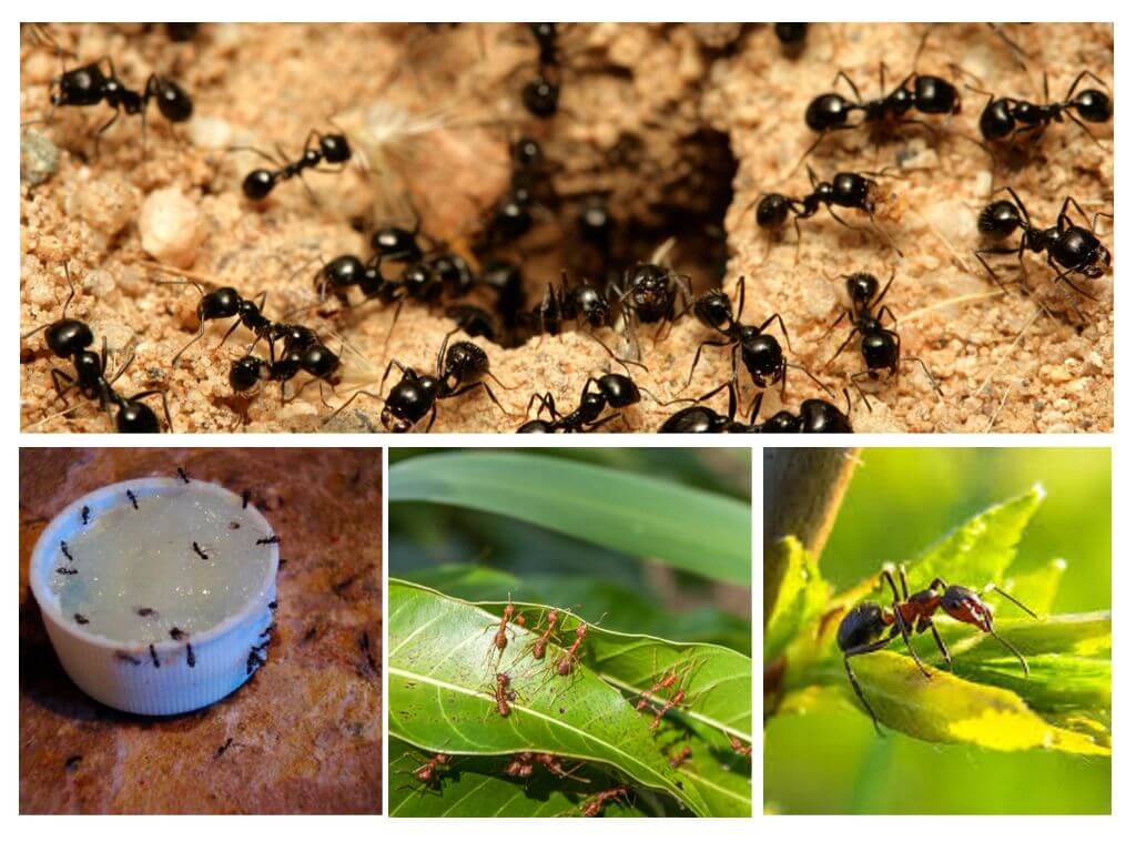 Видове мравки