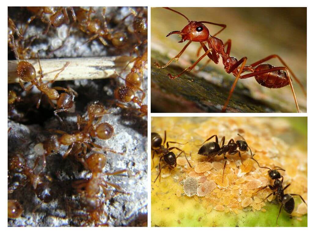 Видове мравки