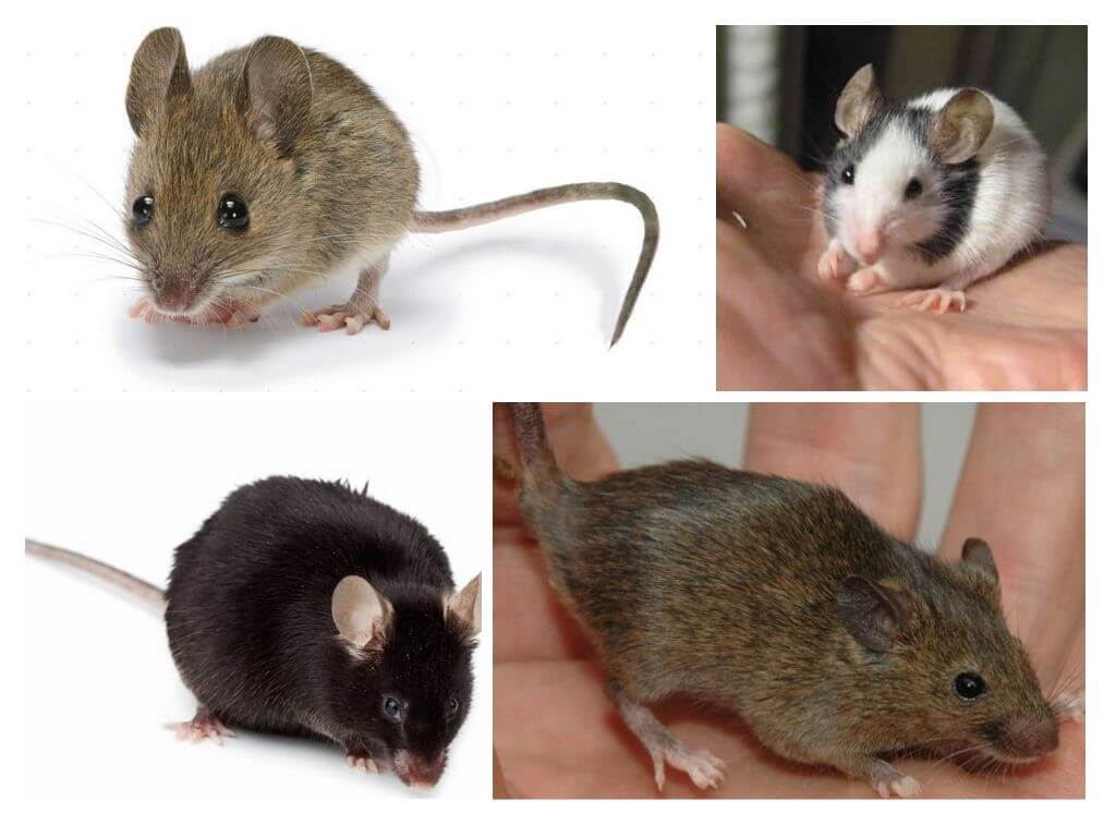 Видове мишки