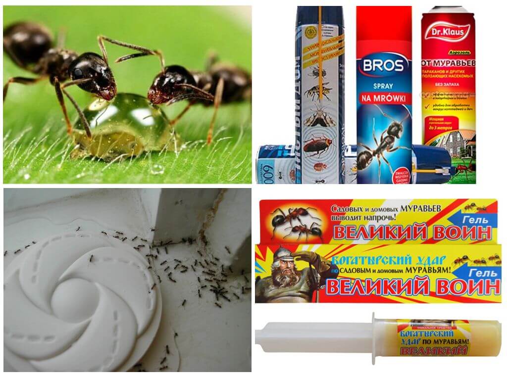 Средства за борба с мравките