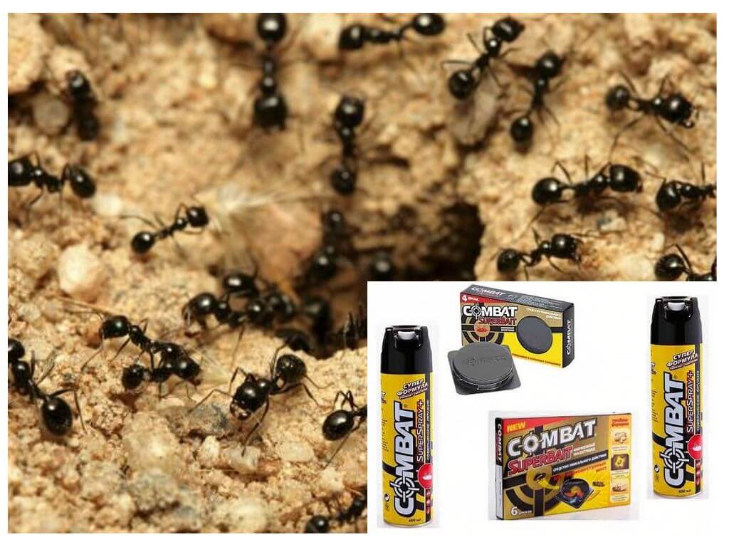 Анти мравка