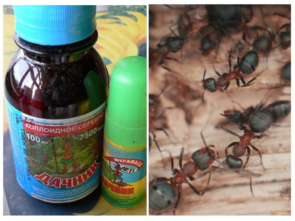 Означава лятото от мравки