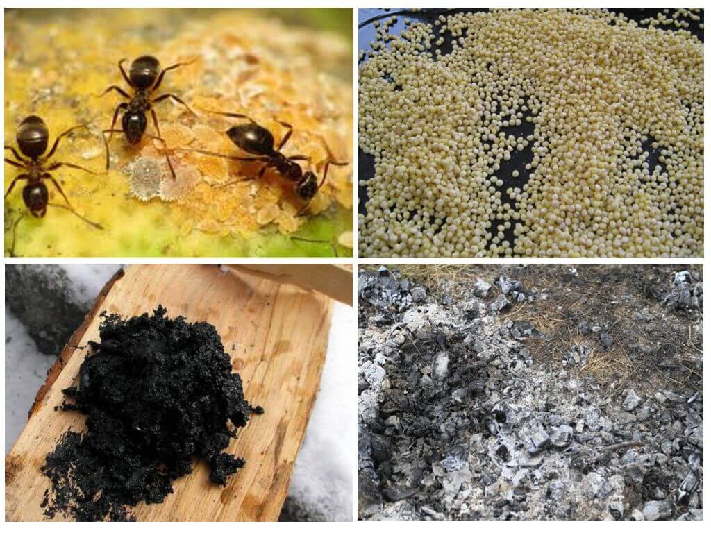 Народни рецепти от мравки