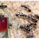 Гръмотевица 2 от мравки