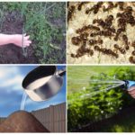 Използването на оцет срещу мравки