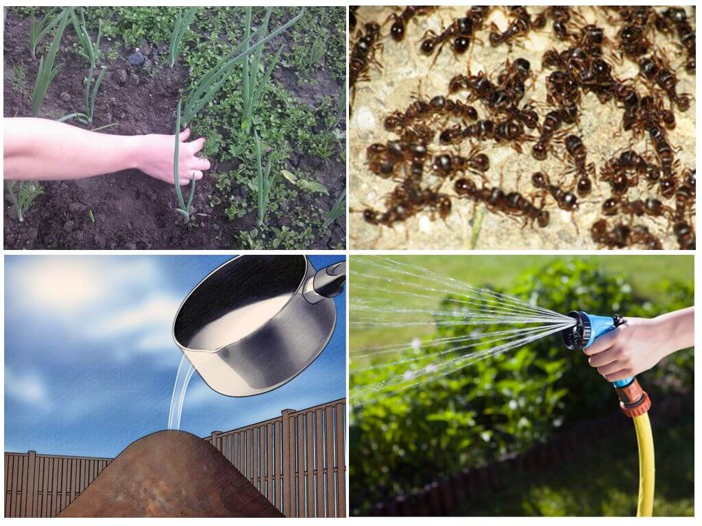 Използването на оцет срещу мравки