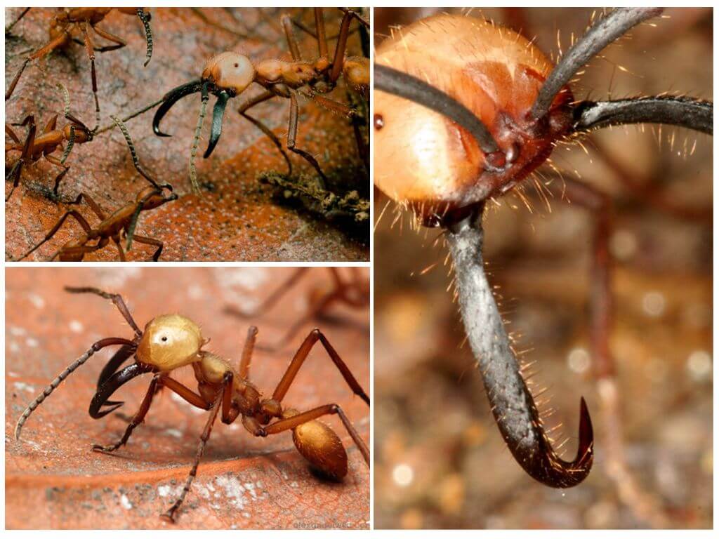 Номадите - мравки