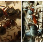 Ливадни мравки