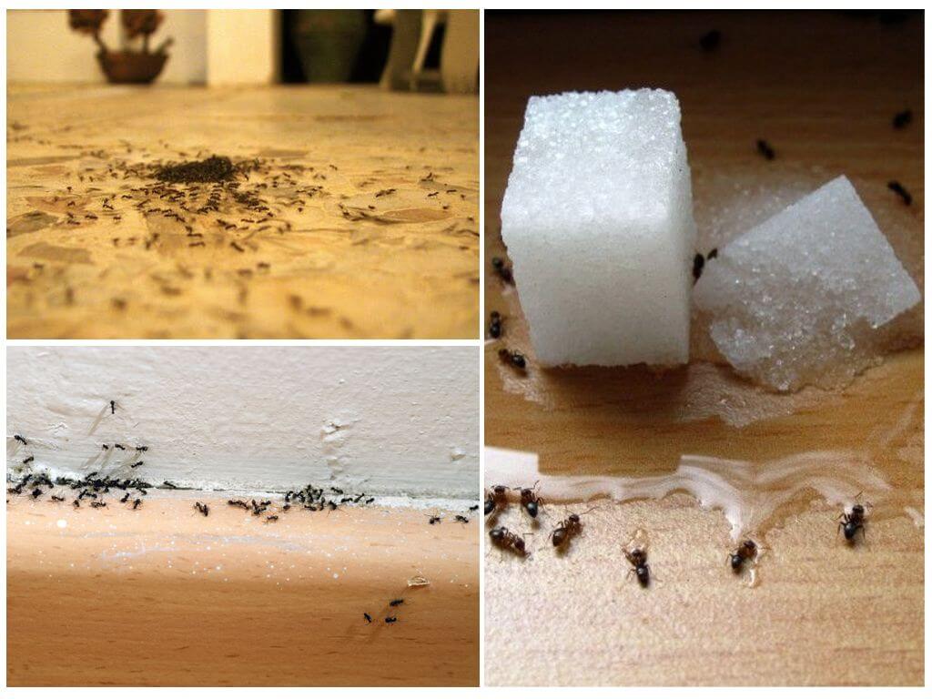 Мравки в апартамента