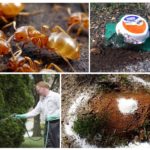 Жълти мравки в страната и градината