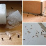 Мравки в къщата