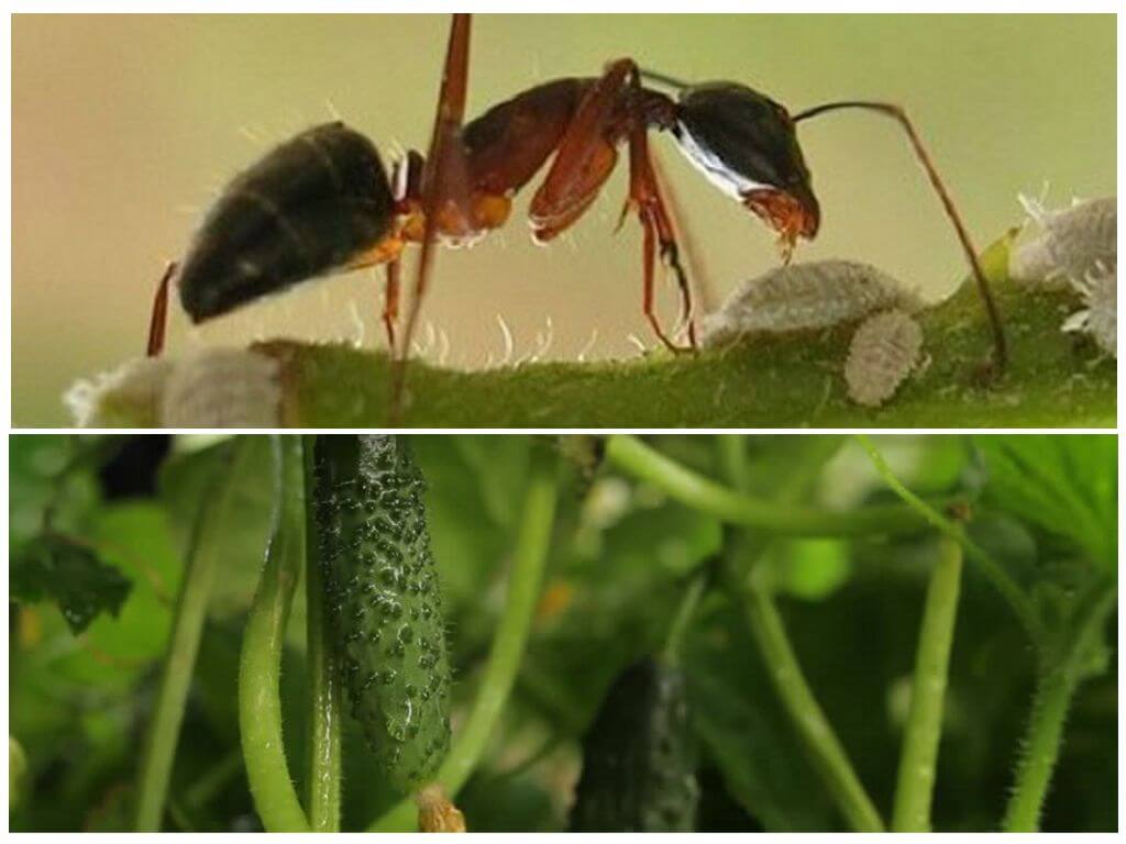 Мравки върху краставици