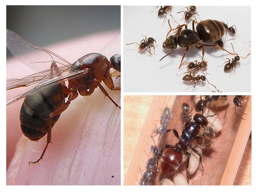 Съставът на мравките в колонията