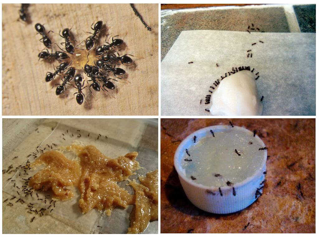 Отровна стръв за мравките