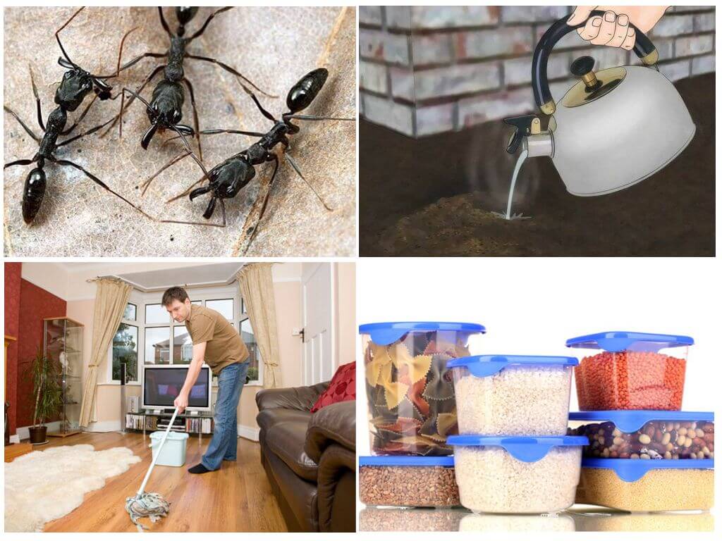 Предотвратете появата на мравки