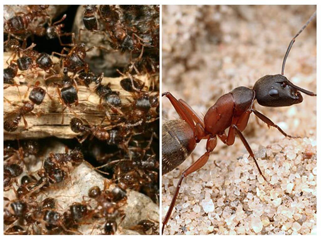 Горски червени мравки