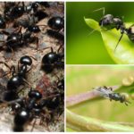 Черни мравки градина
