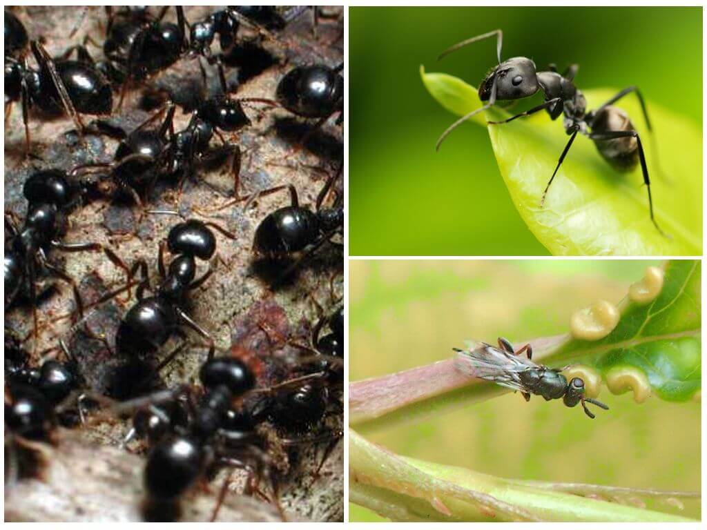 Черни мравки градина